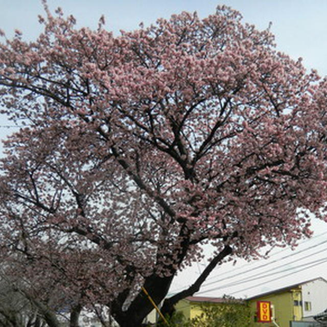 咲いてます～満開の桜