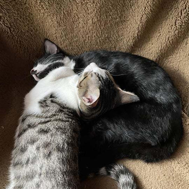 ２階から落ちたはちと初めてのワクチン