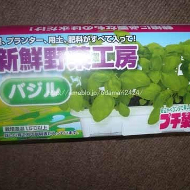 カップ野菜でないけど、出窓栽培でバジルが♪〜バジル栽培日記①〜