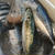 男の魚料理各種