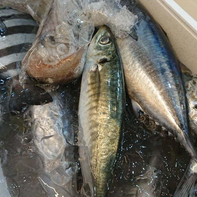 男の魚料理各種