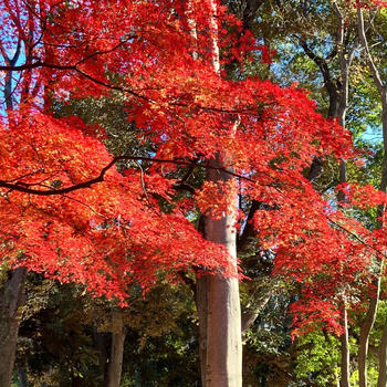 彩りあざやか　代々木公園　