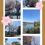 【桜散策・千鳥ヶ淵～千鳥ヶ淵～桜の花を求めて、お花見散策♪