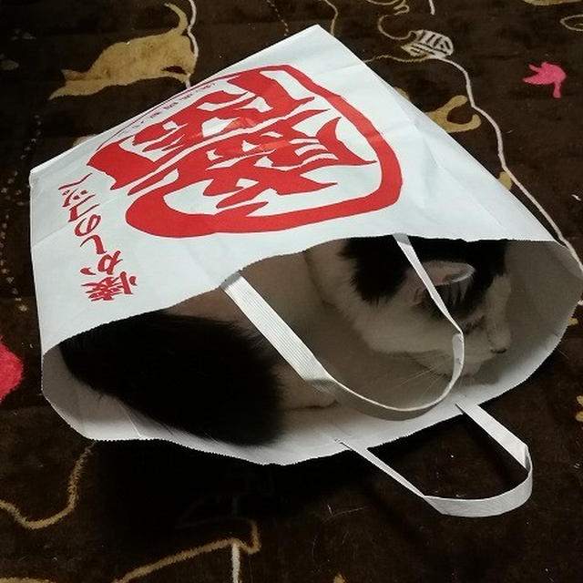 【小梅・さくら・桃之介通信】袋ネコ