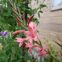 ワトソニアの花2025#最近撮った写真は