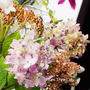 季節のお花。紫陽花、クレマチス、スイカズラ。