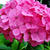 紫陽花。