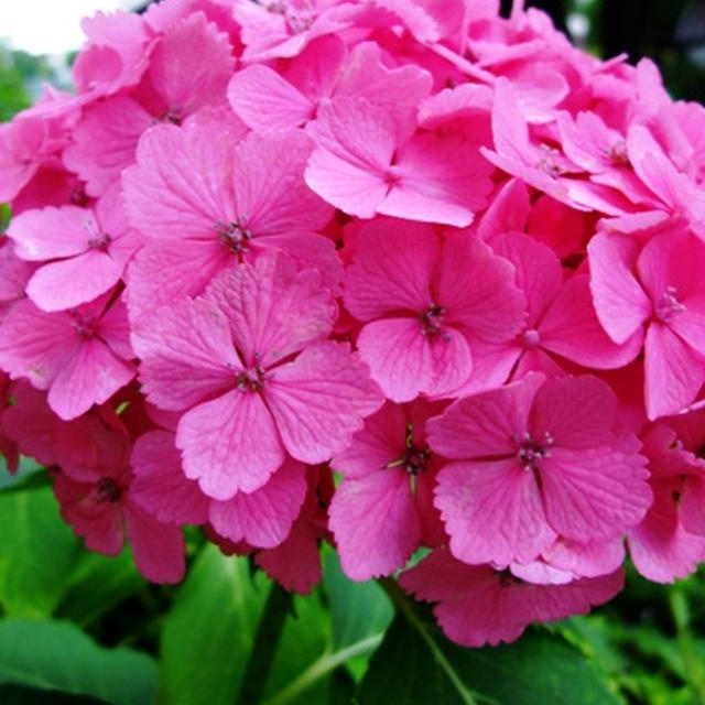 紫陽花。