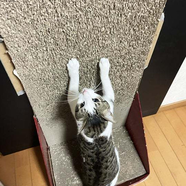 サヨナラした五代目ガリガリウォール