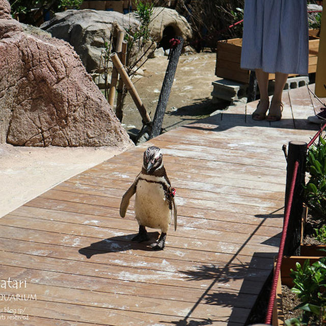 【旅日記】盆の旅＠2019。～ペンギンが（勝手に）散歩しちゃう水族館「うみがたり」。自由すぎるペンギンに萌え死することうけあい！～