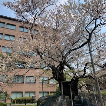 四月最終、盛岡の石割り桜は散り始め