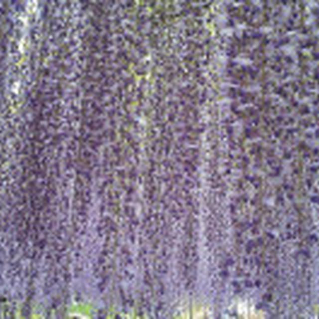 ☆降るような藤の花☆