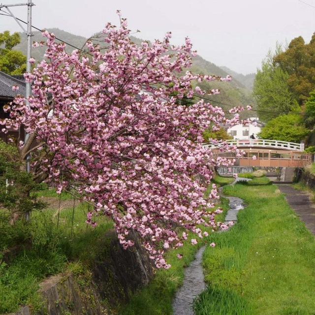 今日は植物学の日