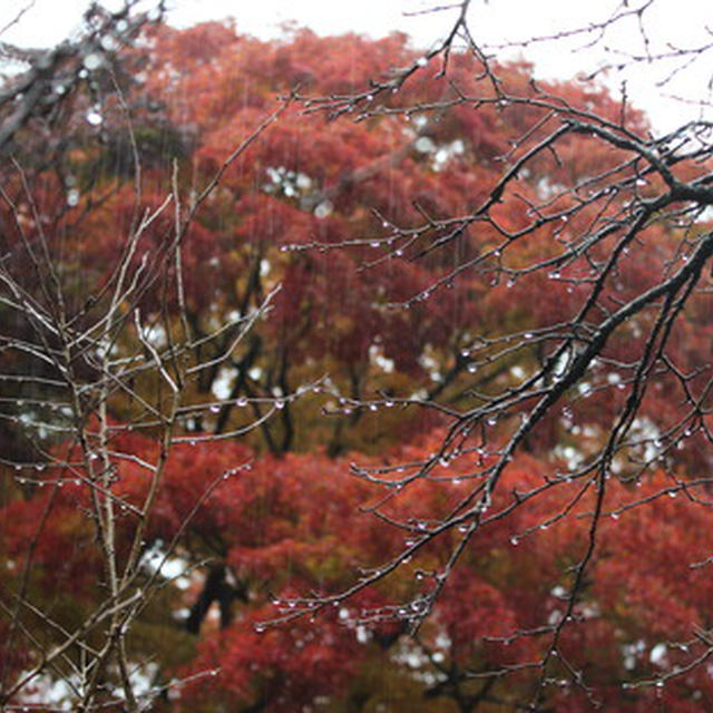 雨の箱根・強羅公園