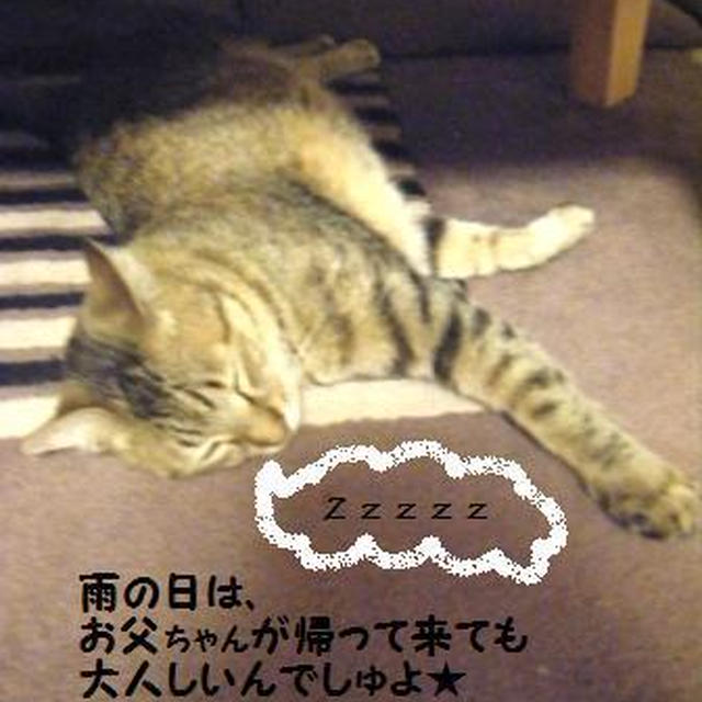 ミニトマト酵母の経過