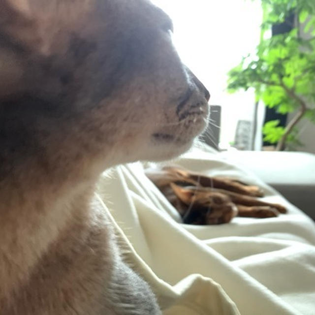 しあわせなお昼寝