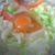 常春キャベツでぽかぽかあったか♪　『巣ごもりラーメン』