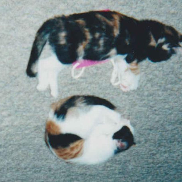 クーちゃんとチャーちゃんの思い出写真