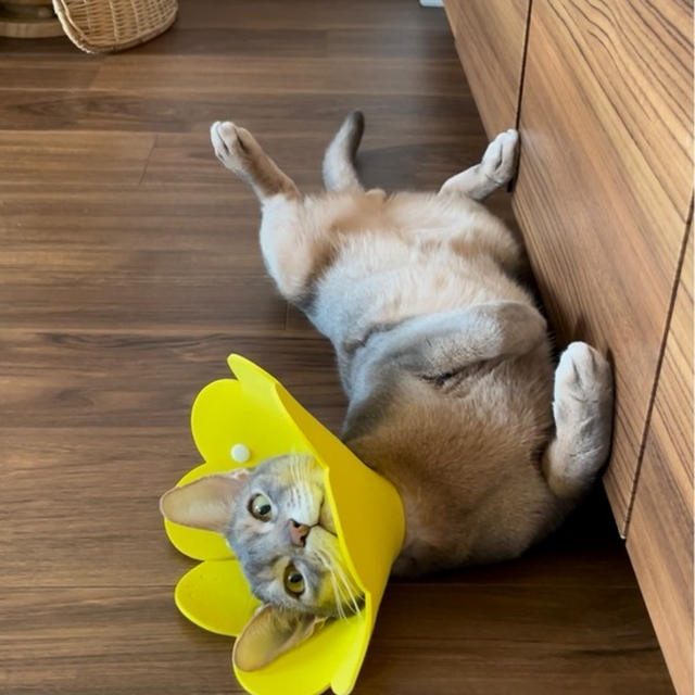 Instagramの「リール」というのを初投稿してみるも、よく分からん…(⑉་ ⍸ ་⑉)