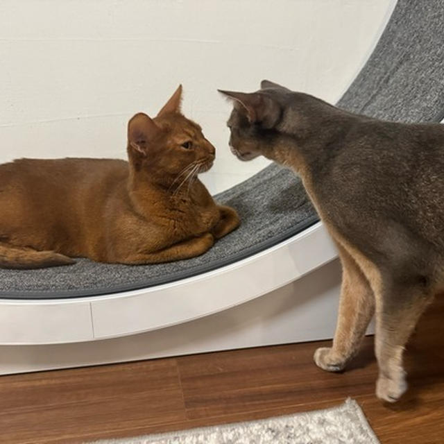 わか坊、お姉ちゃんと鼻ツンできた