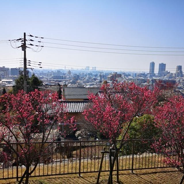 家族で岡本梅林公園へ