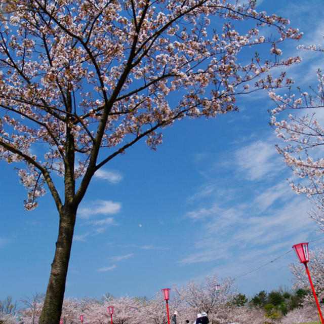 最後のお花見