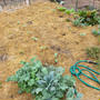 サンノゼ（アメリカ　カリフォルニア州）のコミュニティガーテンで野菜栽培・家庭菜園開始 その⑩　秋冬野菜植え付け