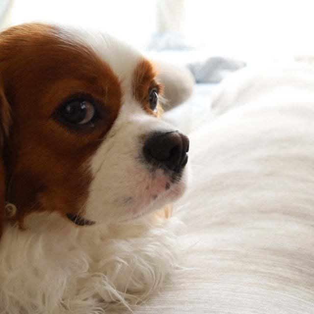 もう愛犬が離れなくなってしまいました…！