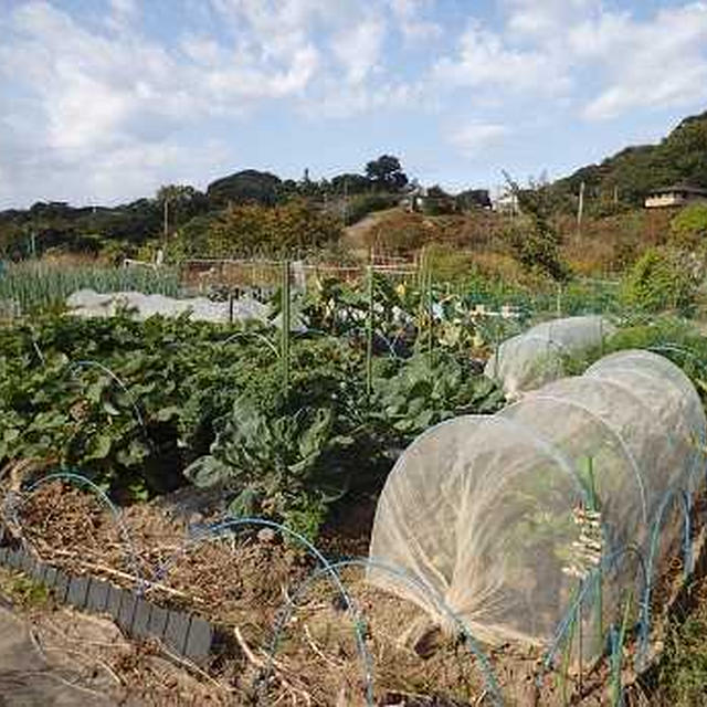 逆さ植えサトイモ収穫☆週末菜園（11月初旬）