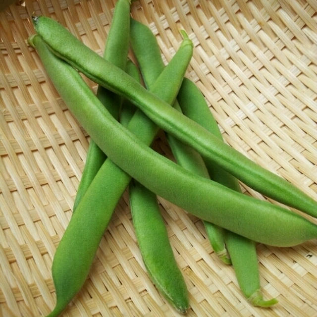 家庭菜園 インゲン収穫