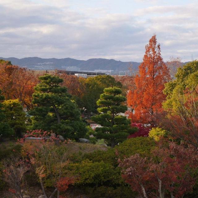 今日の紅葉狩りは西猪名公園#最近撮った写真は