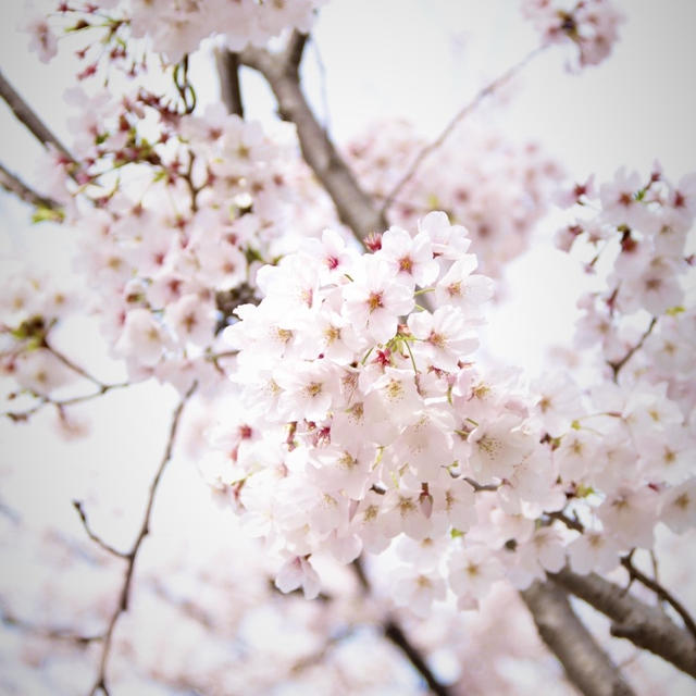 桜の中で