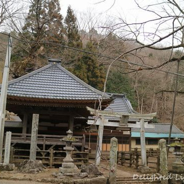 樹齢1000年～根古屋神社の大ケヤキ