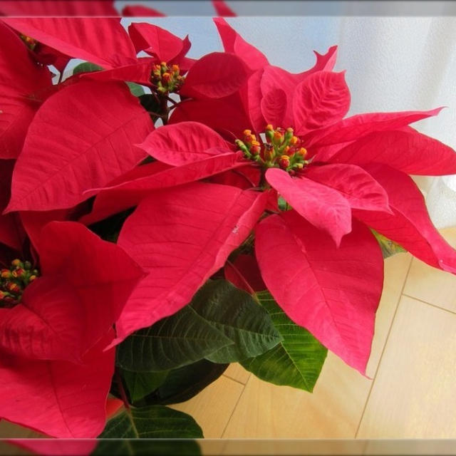 とってもキュートなクリスマスリース☆
