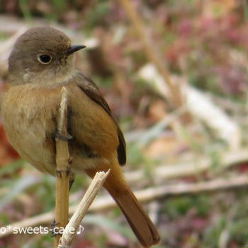 ＊冬の野鳥＊来てくれたよジョウビタキ＊