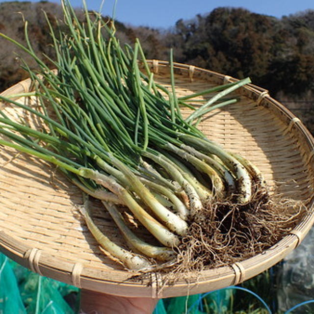 わけぎの育て方☆種球植え付け（7月～8月） 