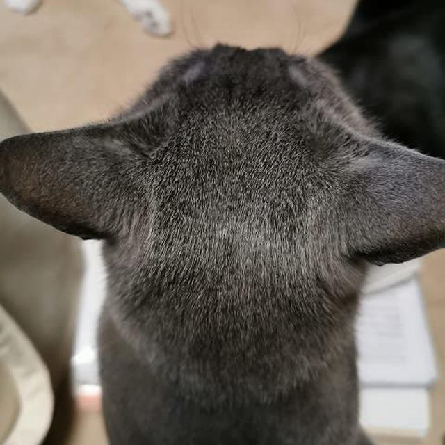 猫の後頭部