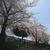 桜とお駄賃