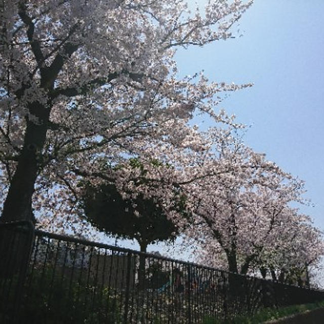 桜とお駄賃
