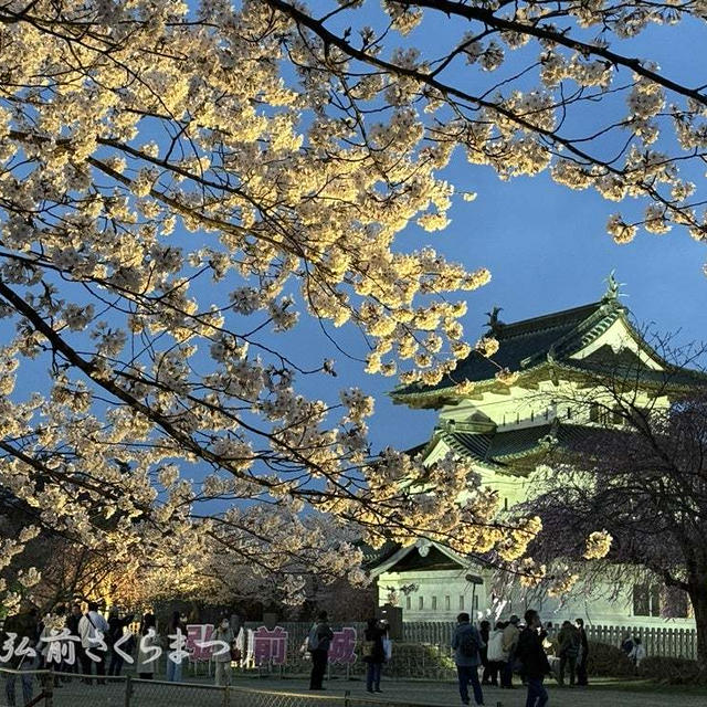 満開！『弘前さくらまつり』に行ってきました。
