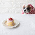犬のホットケーキ作りはホットケーキミックスではなく自家製で。