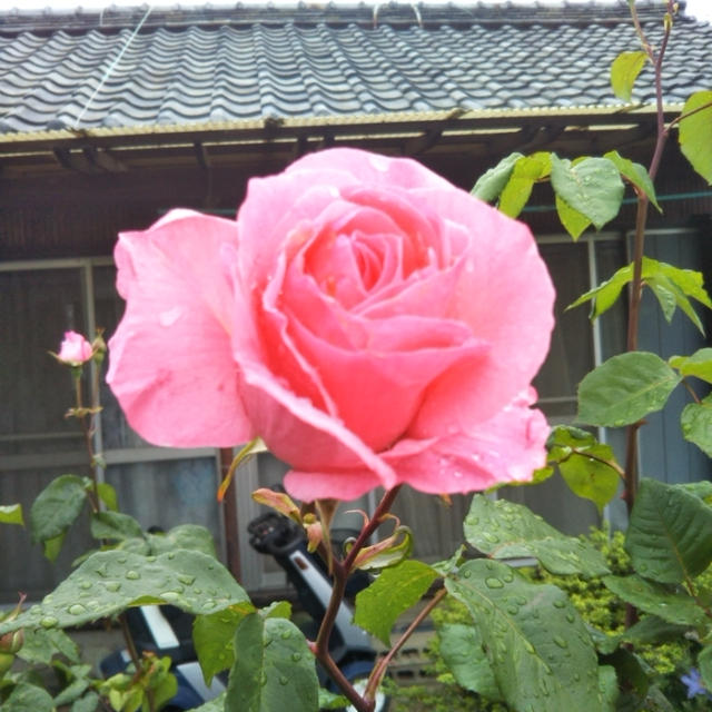 ばら☆実家の庭