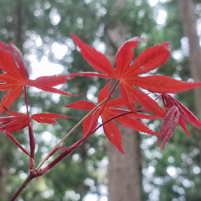 春なのに…紅葉