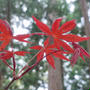 春なのに…紅葉