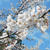花見散歩2015・兼六園