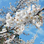 花見散歩2015・兼六園