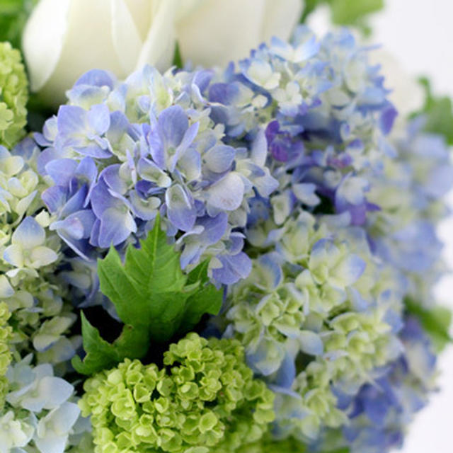 紫陽花に優しい季節