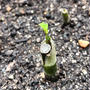 芹の葉っぱ出てきました！