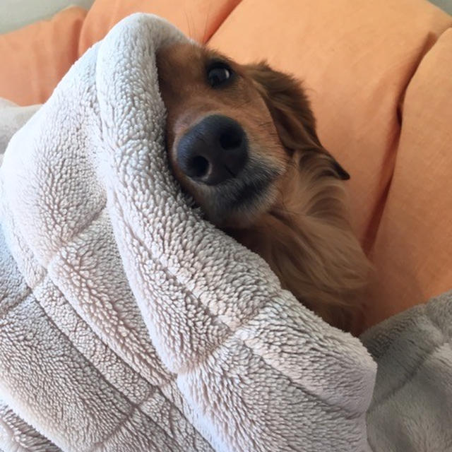 犬のこんな声…笑えます。