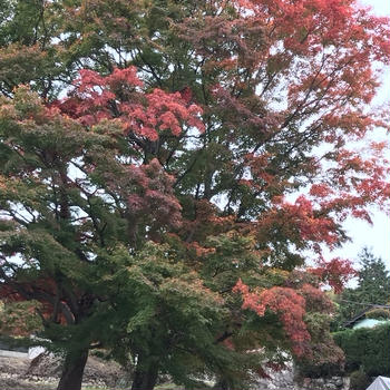有馬瑞宝寺公園の紅葉とプリンちゃん。